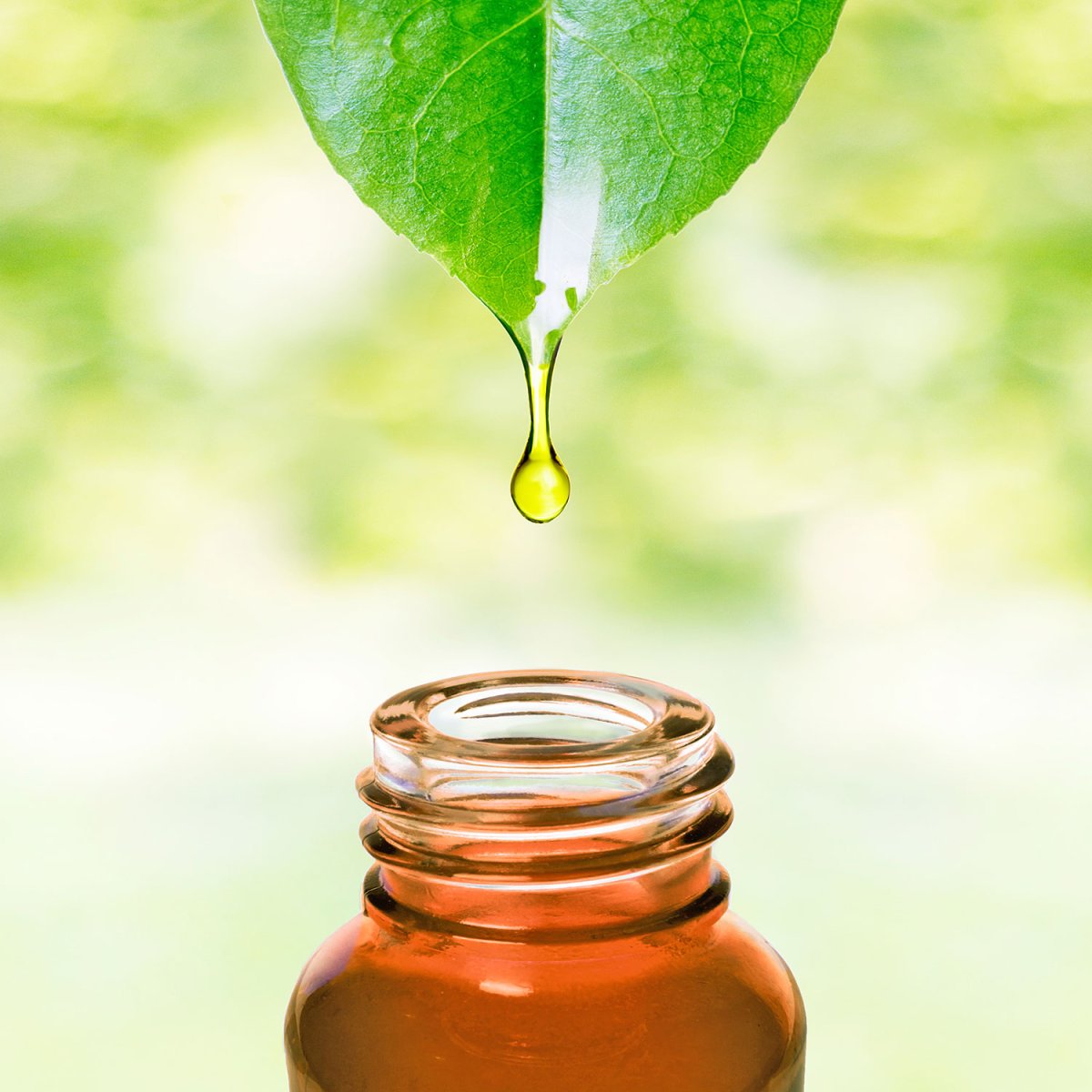 pajoma® Duftöl 10 ml, Zitrone – Golden Line | 100% naturreine Ätherische Öle für Aromatherapie/Duftlampe | Premium Qualität – Bild 3